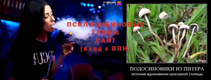 дарк нет клад  Горнозаводск  Галлюциногенные грибы Cubensis 